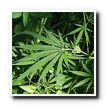 Marihuana