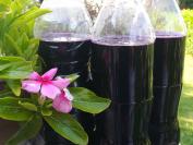 Sirup od borovnice i aronije