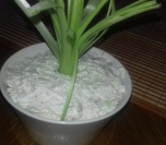 Salata sa prazilukom